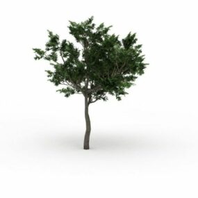 مدل سه بعدی درخت بلوط کوئرکوس