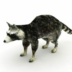 Model 3d Haiwan Anjing Raccoon