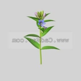 Radix Gentianae Plant 3d model