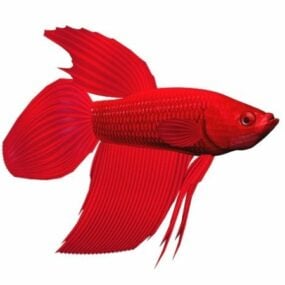 Red Betta Splendens Fish Animal 3d model