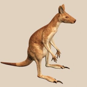 3д модель красного кенгуру