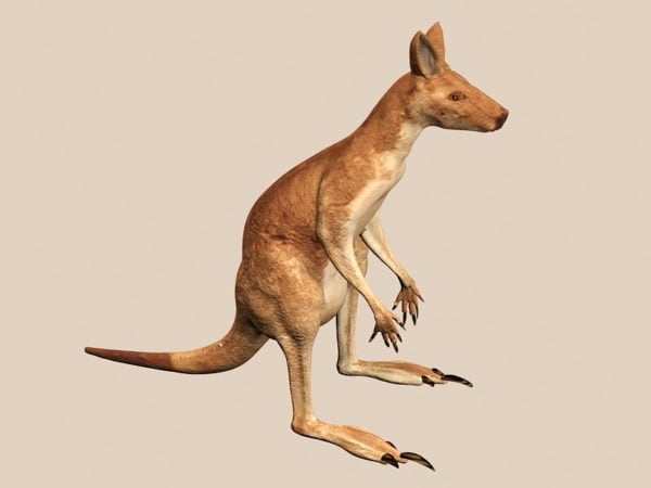 Rød kenguru