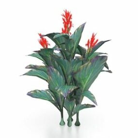 赤いカンナユリの植物3Dモデル