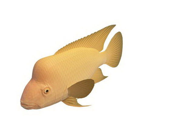 レッドデビル水族館の魚
