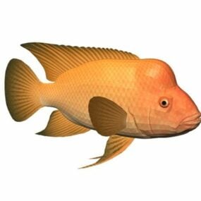 Red Devil Cichlid Fish Animal 3d model