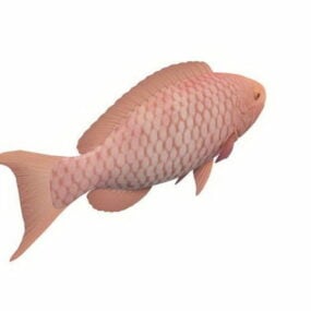Red Drum Fish 3d model