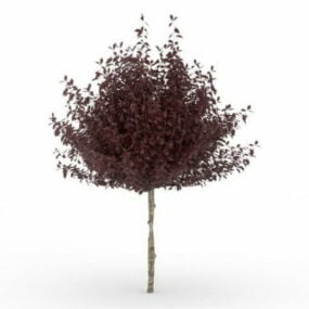 Rotes Zwergpflaumenbaum-3D-Modell