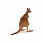 호주 레드 캥거루 동물