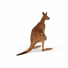Model 3D australijskiego kangura czerwonego