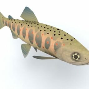 Pesce Salmone Masu maculato rosso Modello 3d