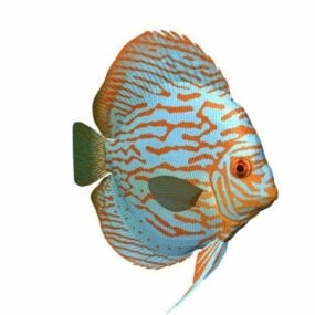 Red Turquoise Discus Fish Animal 3d model
