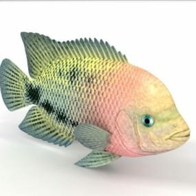 Sea Redbreast Sunfish 3d model