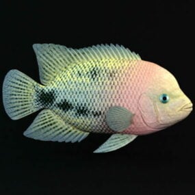 Mô hình 3d cá Cichlid đầu đỏ