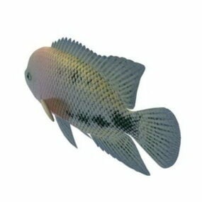 Mô hình 3d cá Cichlid đầu đỏ