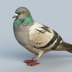 Model 3D Rock Pigeon