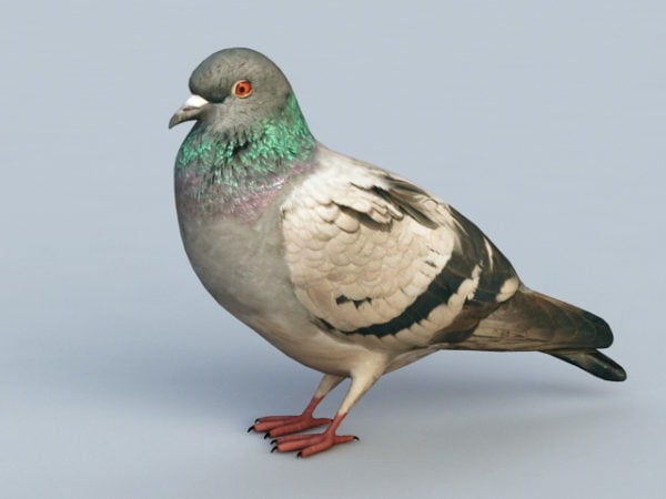 Rock Pigeon