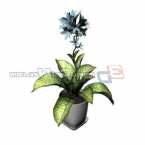 Rohdea Japonica 盆栽植物 3D モデル