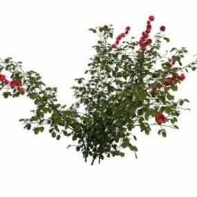 Model 3D rośliny Rosa Rugosa