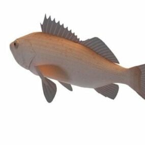 Rougheye Rock Fish דגם תלת מימד
