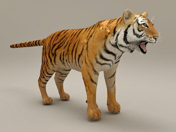 Royal Bengal Tiger Animal Free 3d Model - .Max, .Vray - Open3dModel