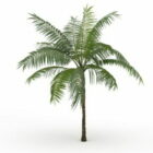 Royal Palm Baum