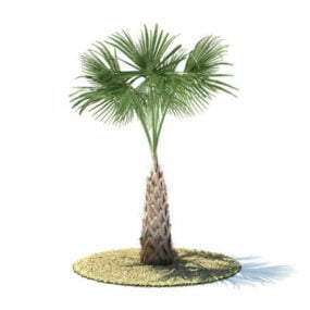 Model 3D palmy sabałowej