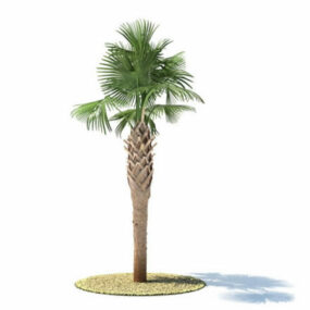 Sabal Palmetto Tree 3d model