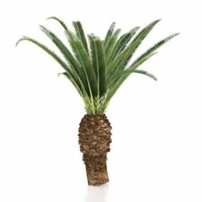 Sago Palm Tree 3d model