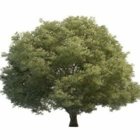 Salix Tree 3d model