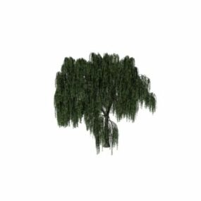 Salix Willow Tree 3d-modell