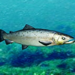Salmon Fish Rig 3d-model