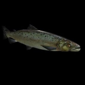 Model 3d Rig Ikan Salmon