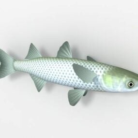 Sea Scissortail Rasbora Fish 3d model
