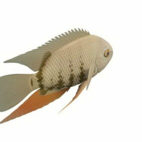 Severum Fish Animal 3d model