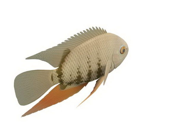 Severum Fish Animal
