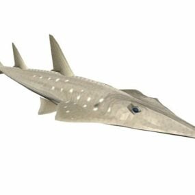 Shovelnose Sturgeon Fish Tier 3D-Modell