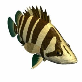 Siamilainen Fighting Fish Animal 3D-malli
