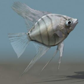 Silver Angelfish 3d-modell