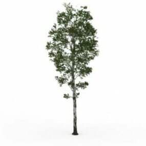 مدل سه بعدی درخت توس نقره ای