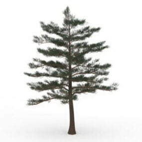 نموذج شجرة التنوب الفضي ثلاثي الأبعاد