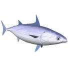 سكيبجاك سمك التونة الحيوان