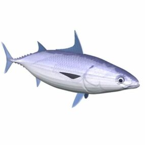 Model 3D tuńczyka tuńczyka bonito