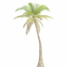Schuine palmboom 3D-model