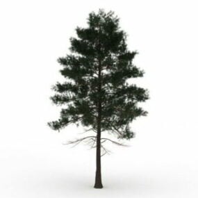 Slash Pine Tree 3d model