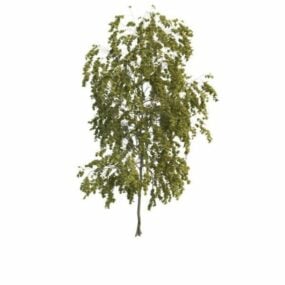 Small Poplar Tree 3d model