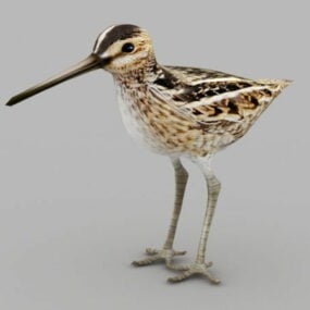 Oiseau bécassine modèle 3D