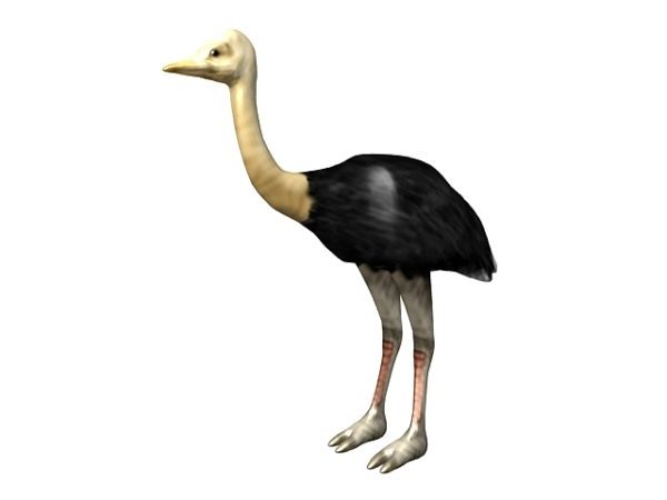 Animal Somali Ostrich