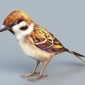 Model 3D Manuk Sparrow