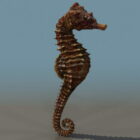 Animal Spiny Seahorse