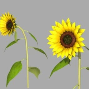 3D model rostlin slunečnice
